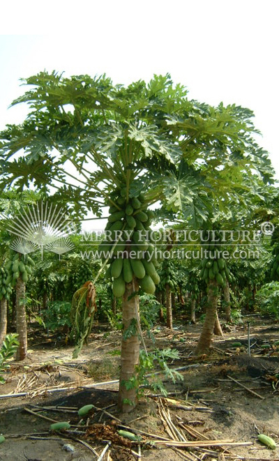 Papaya